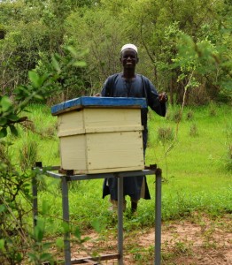 Abdoulaye Dicko fait de l’apiculture dans sa forêt régénérée dans le Soum