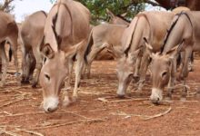 âne espèce asine animal ane