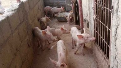 Embouche porcine élevage de porcs cochons