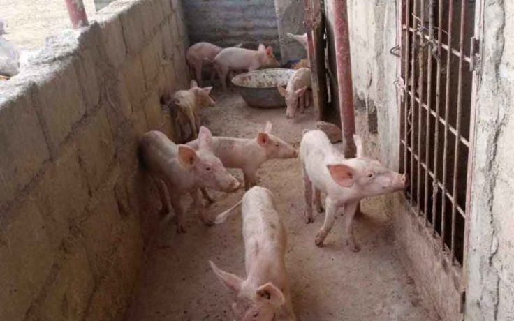 Embouche porcine élevage de porcs cochons