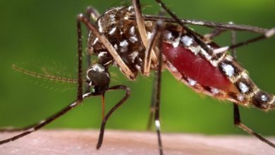 Moustique Paludisme Dengue
