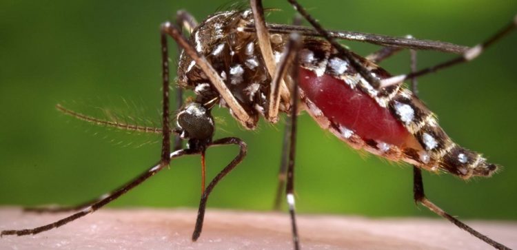 Moustique Paludisme Dengue