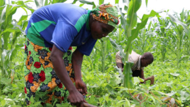 Agriculture, champ