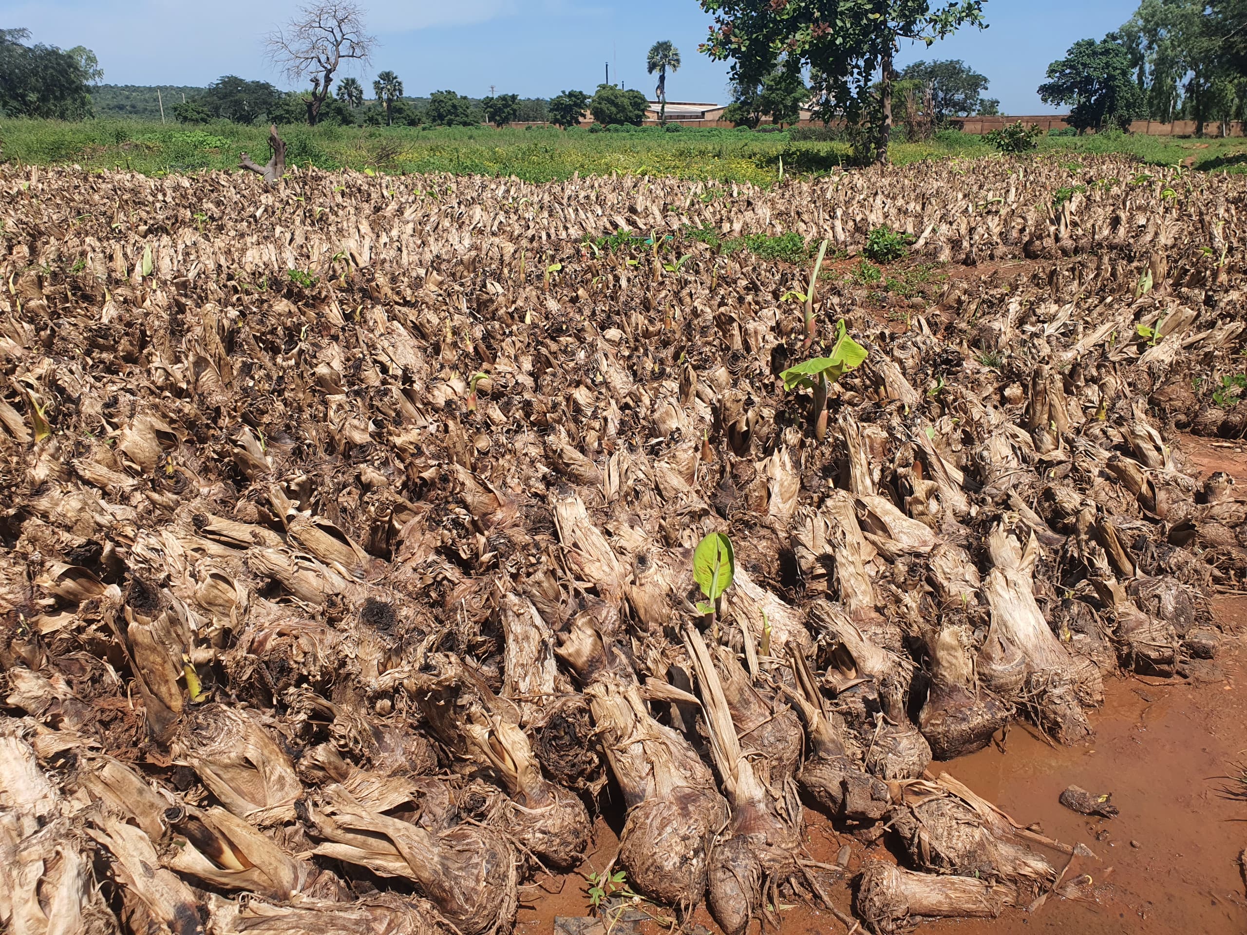 Bientôt 70 000 plants de bananes plantain pour les producteurs