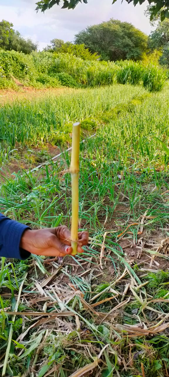 La Bouture de l'herbe Maralfalfa