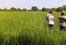 Le champ de 3 hectare affecté à la culture du riz