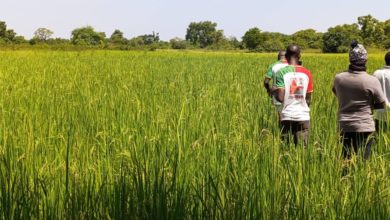 Le champ de 3 hectare affecté à la culture du riz
