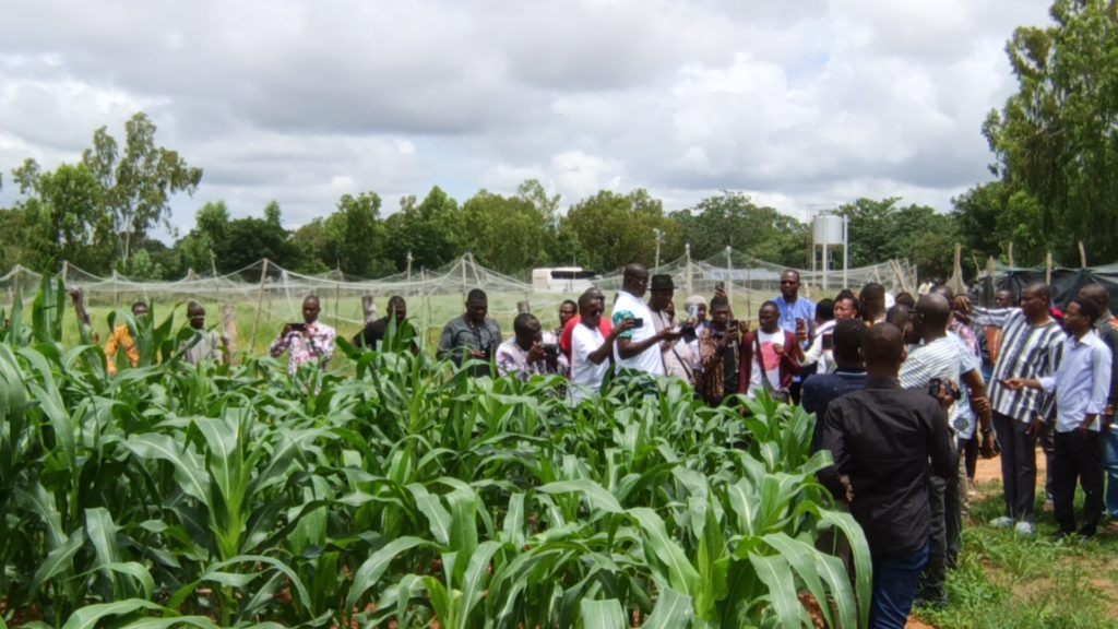 Des journalistes, communicateurs, activistes et influenceurs en immersion à la Station de recherche de Farako-Bâ, sur la parcelle 15 ha de maïs