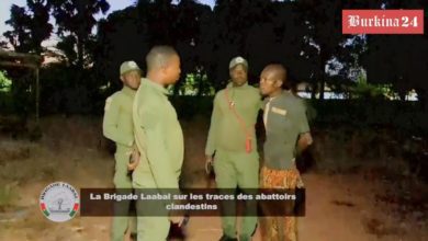 La DGSV et la Brigade Laabal traquent les abattages clandestins pour protéger la santé publique