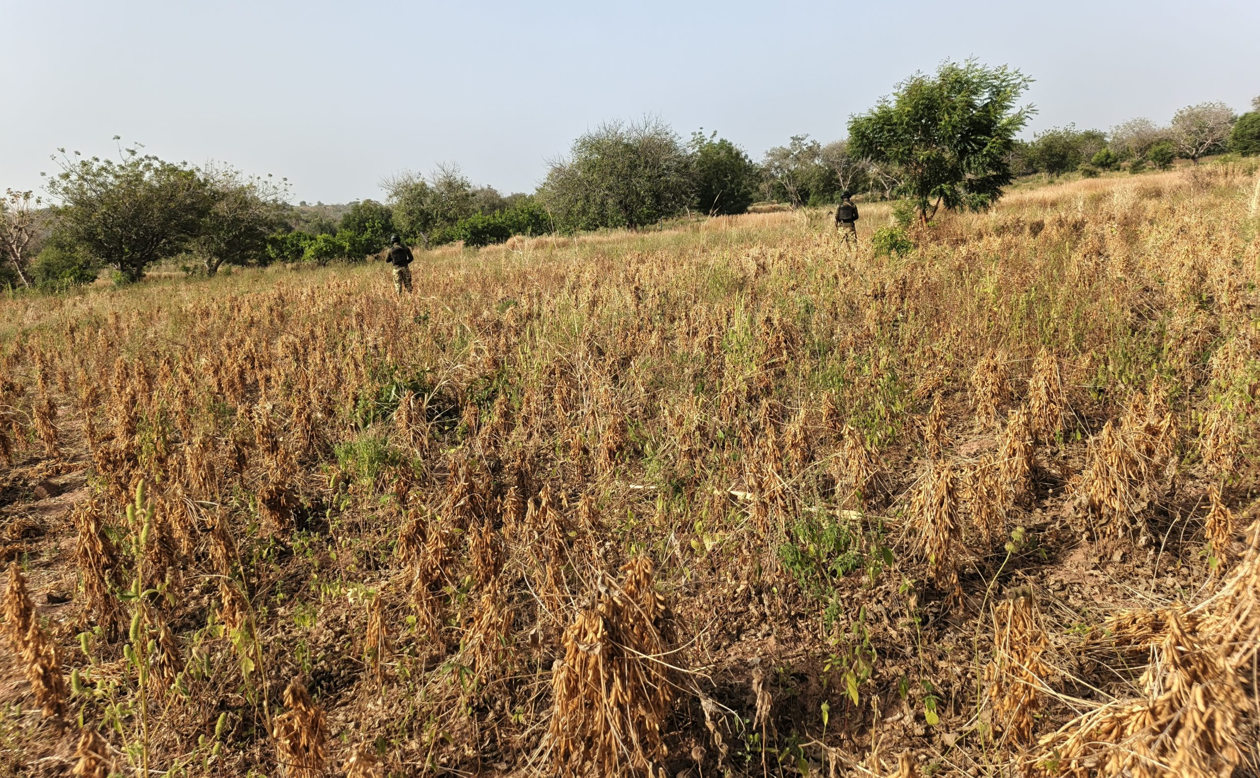 Le soja, environ 3 à 4 tonnes sont attendues