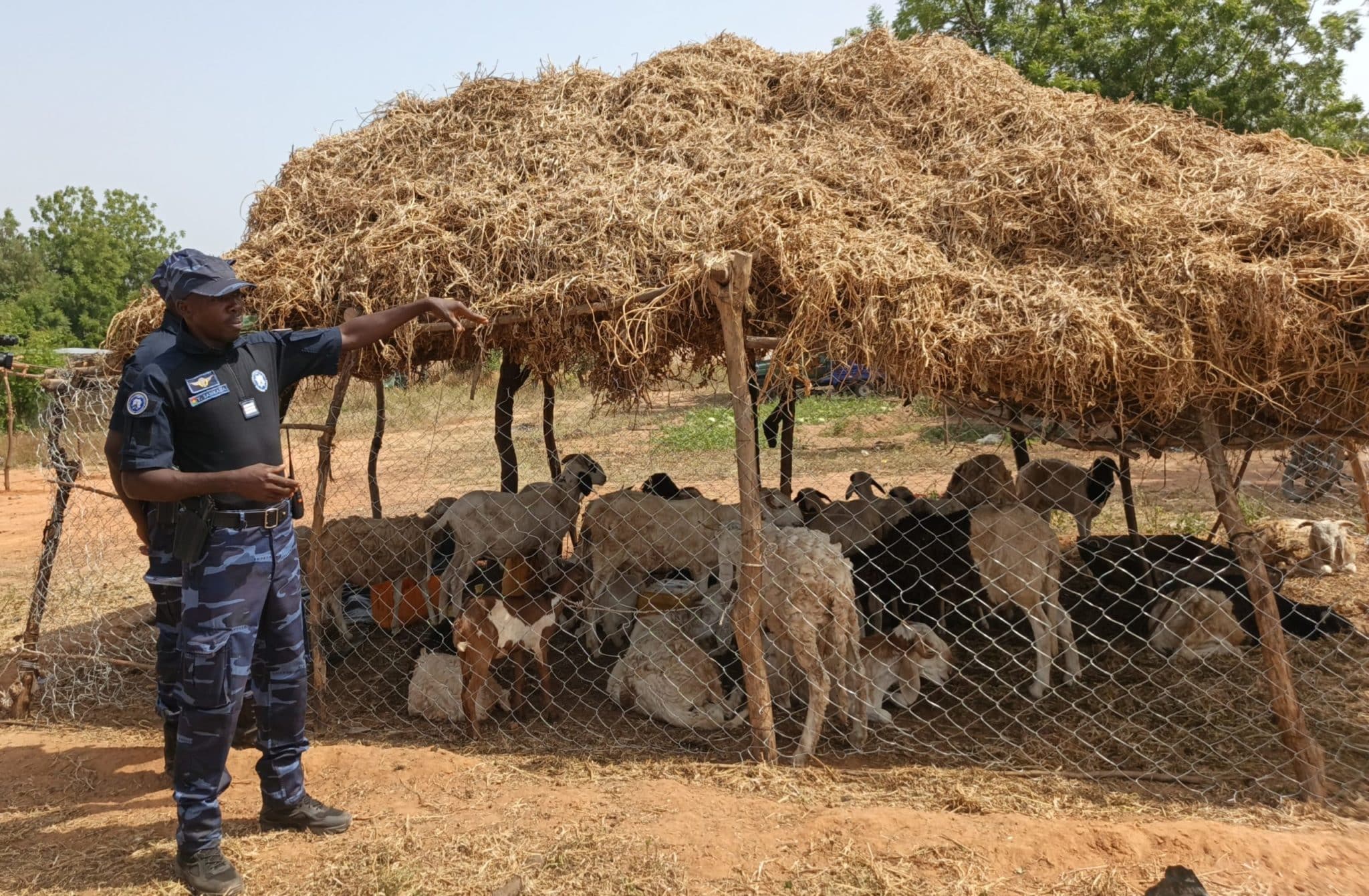 Capitaine Sanky expliquant pourquoi ils ont décidé de faire l'élevage du petit bétail