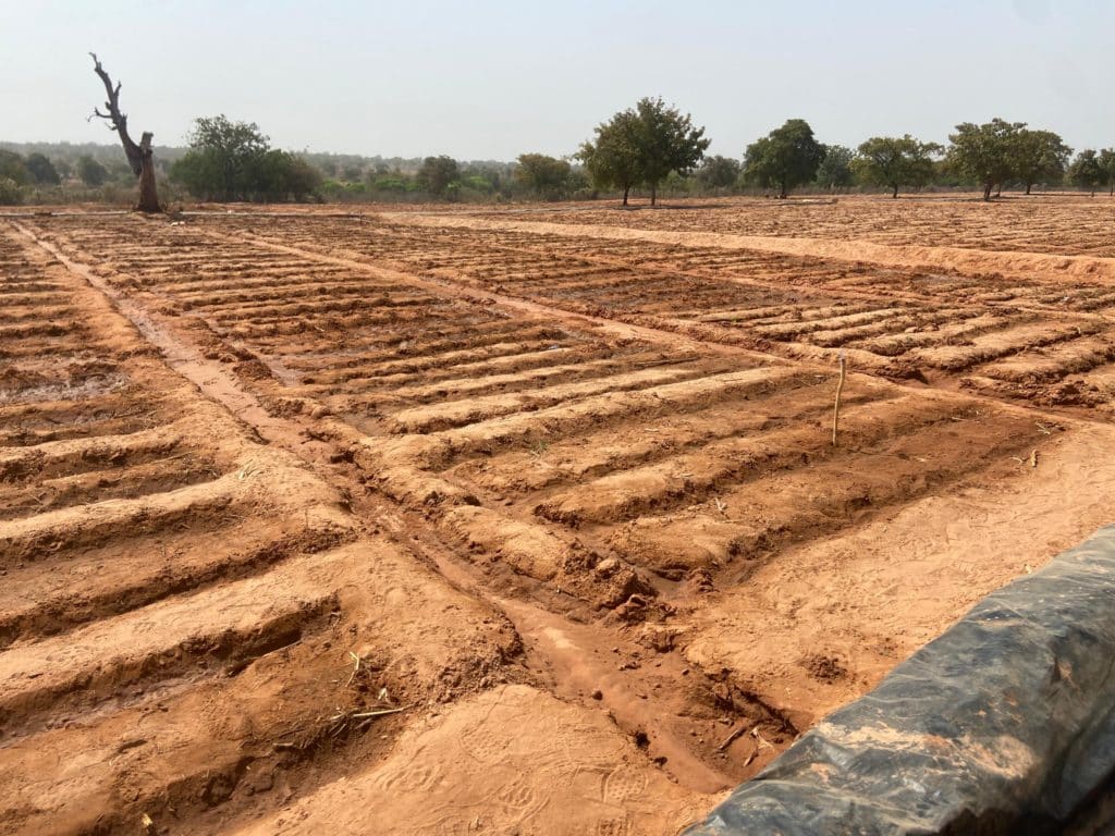 Initiative présidentielle pour la production agricole et l’autosuffisance alimentaire (IP-P3A)