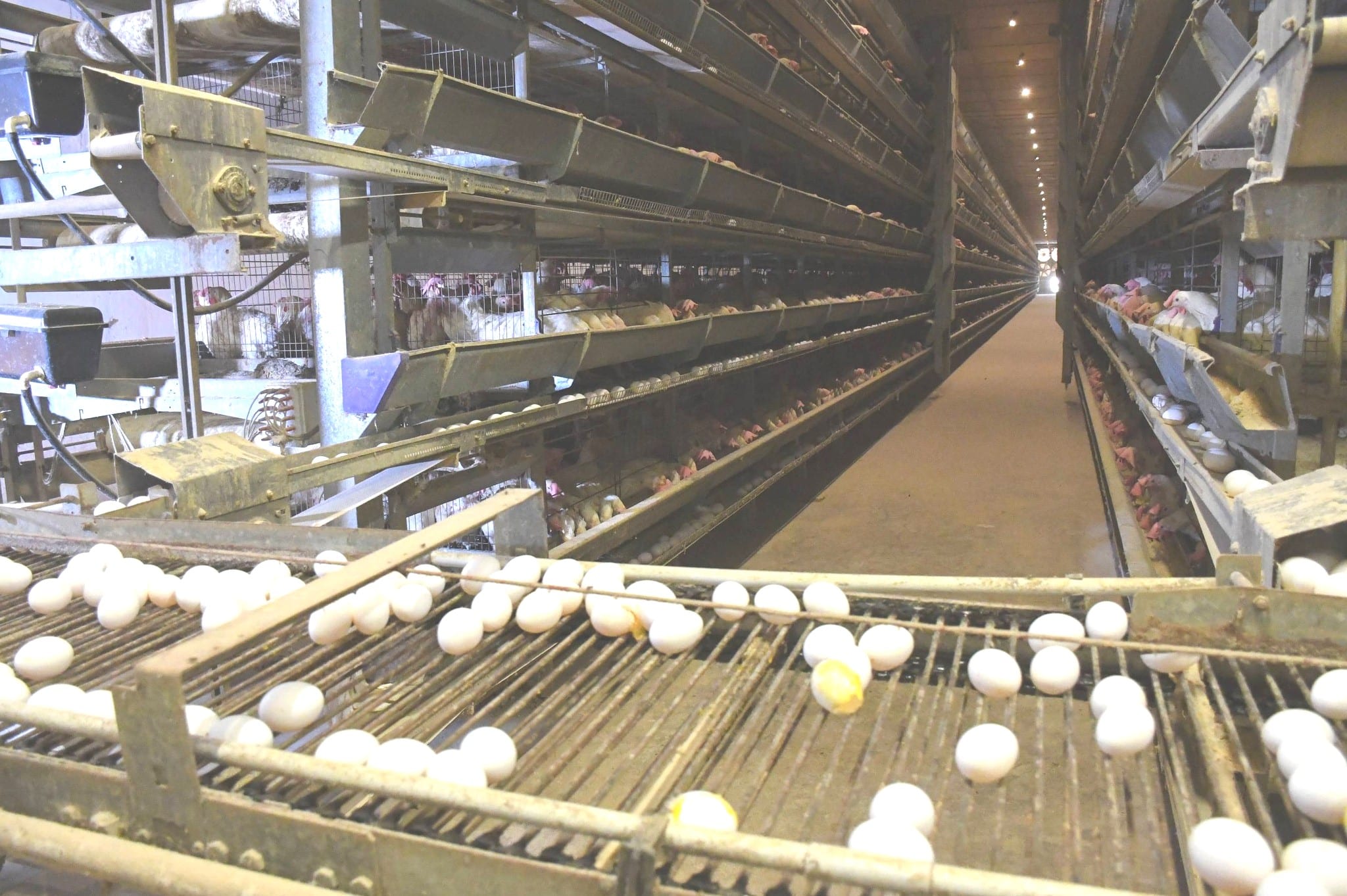 le complexe avicole MOABLAOU SA