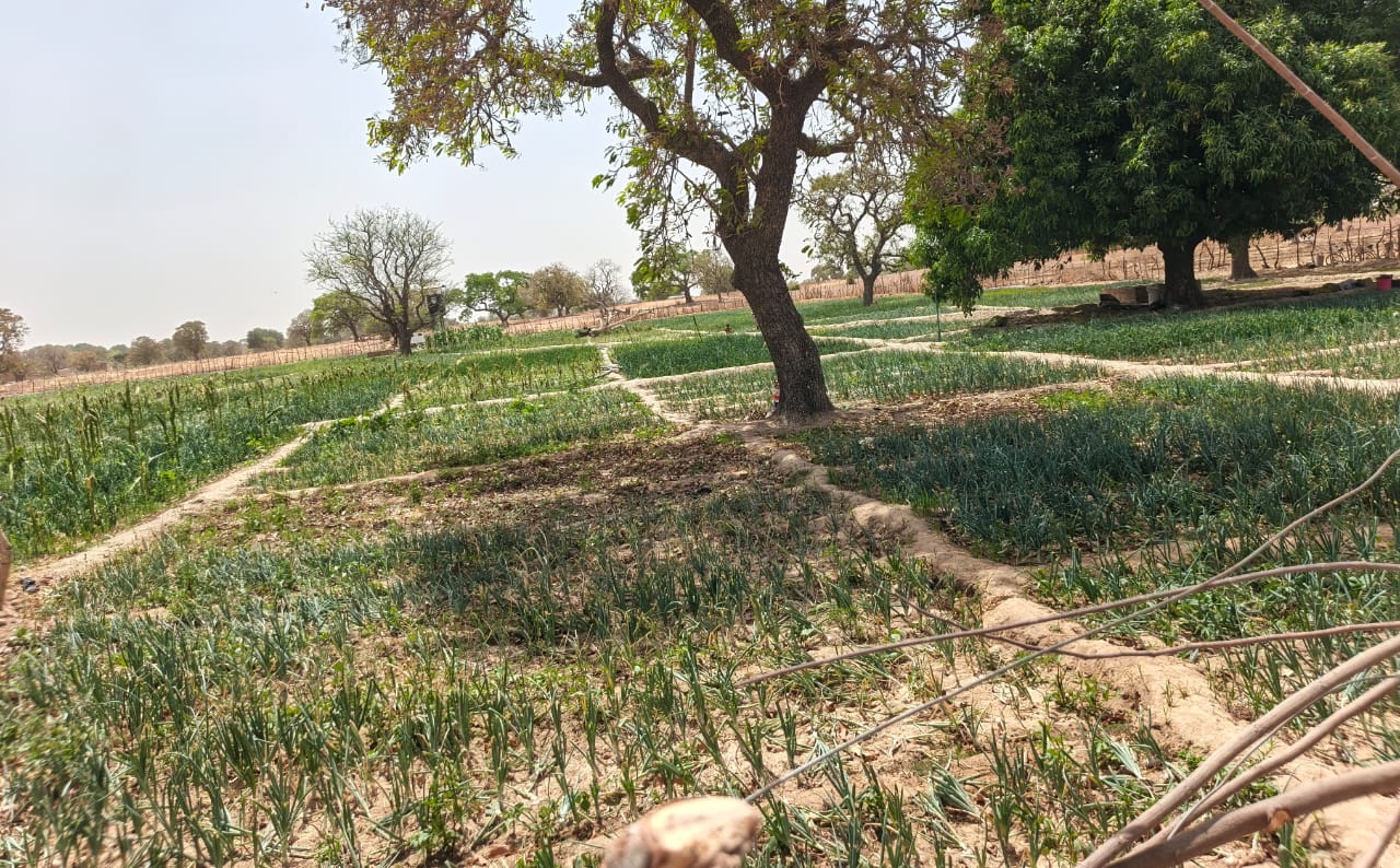 Le champ d'oignon à Nariou