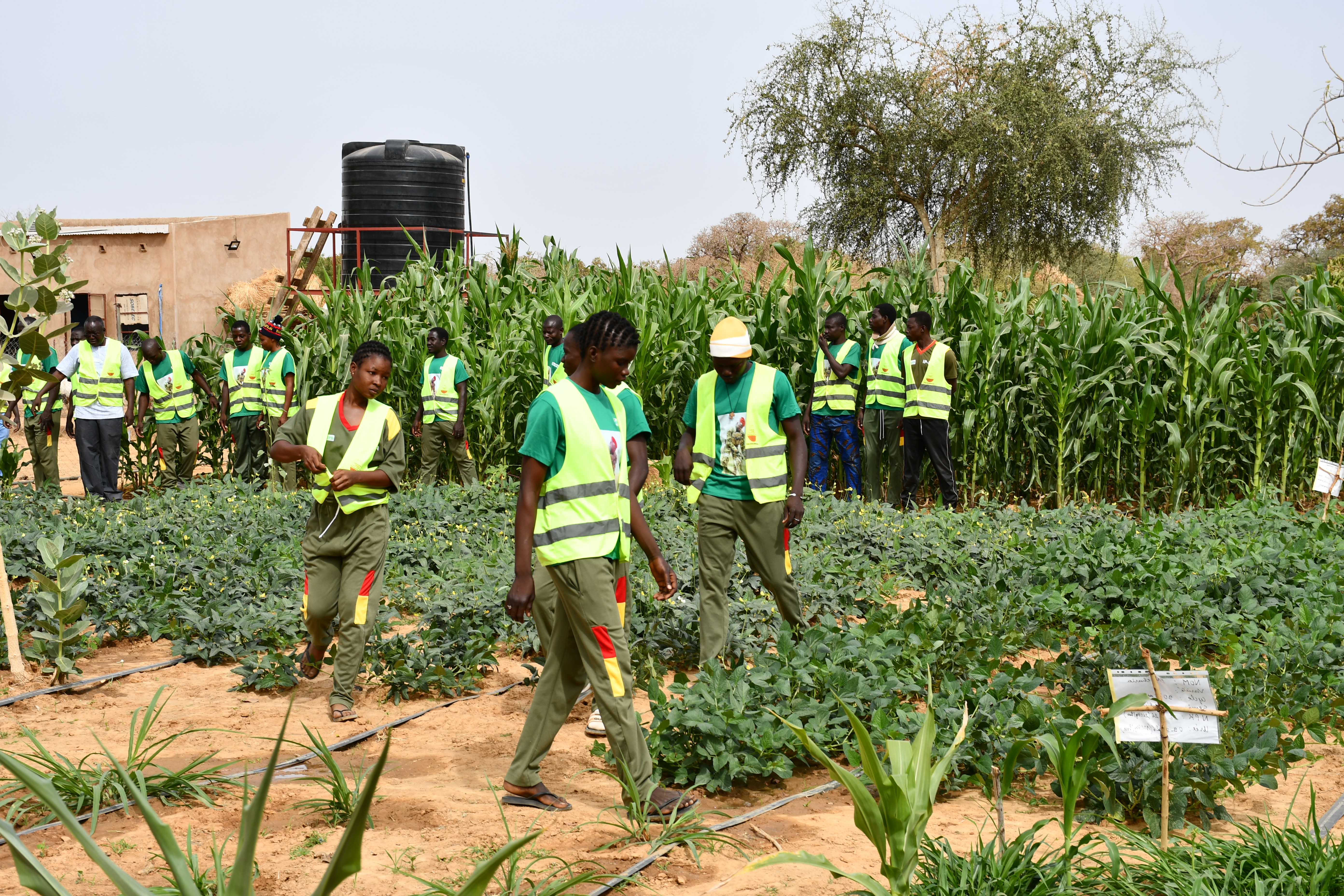 Les incubés de la 2e promotion IP-P3A inspectent la vigueur des cultures de maïs et de niébé