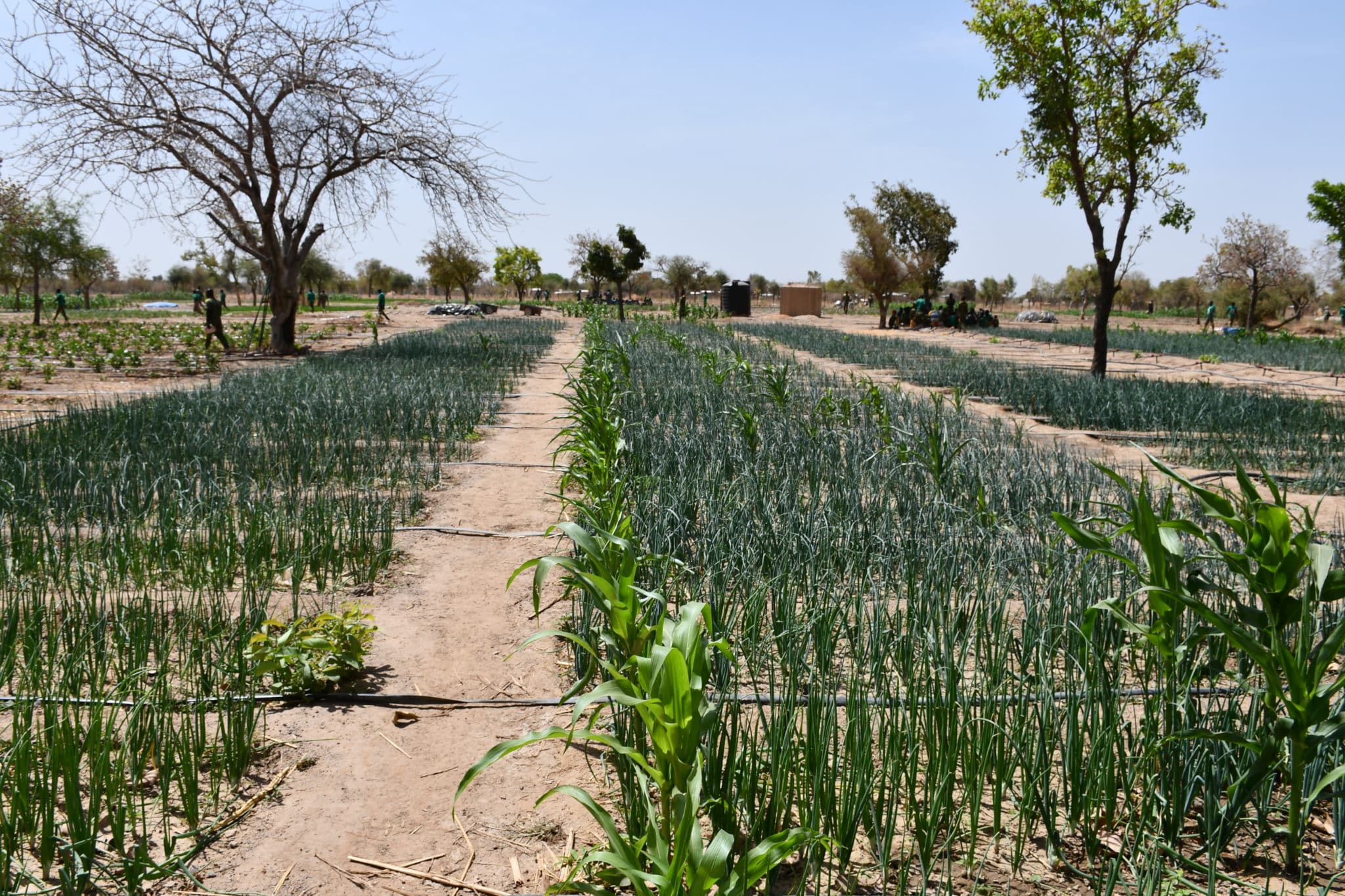Finies les méthodes archaïques ; les apprenants s'exercent à la mise en place de planches maraîchères calibrées pour l'oignon