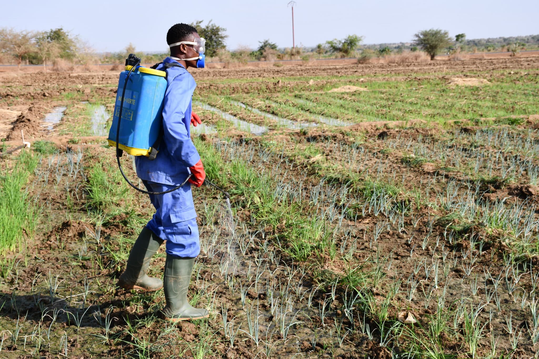 Vue d'ensemble d'une partie des périmètres aménagés à Bagré