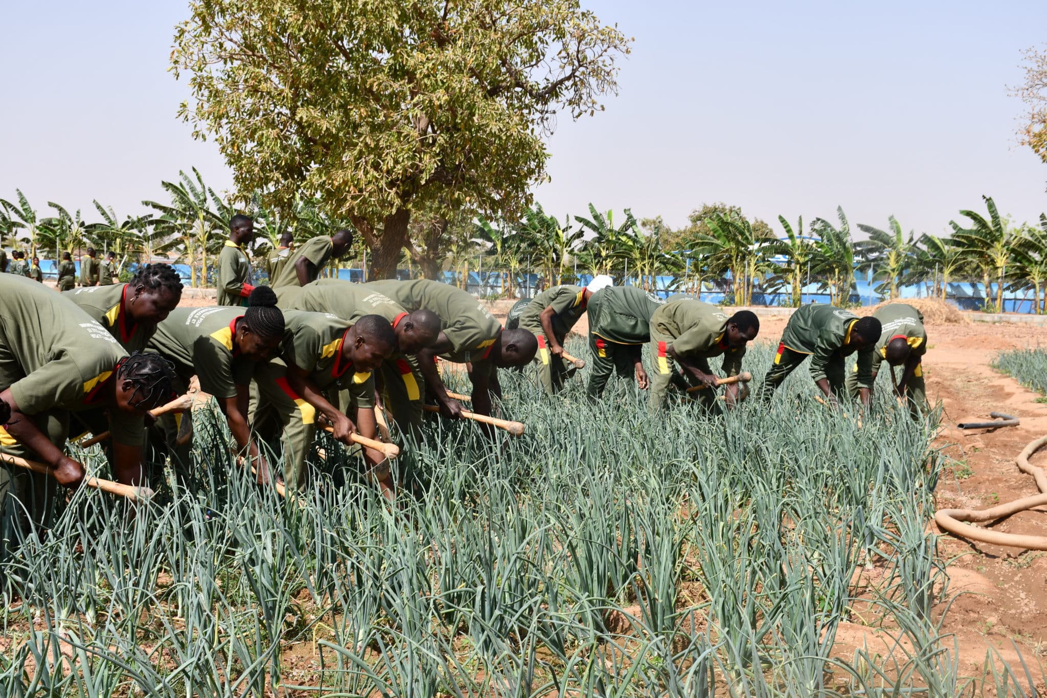 Les apprenants du centre Bangr Nooma en plein entretien d'un champ d'oignons