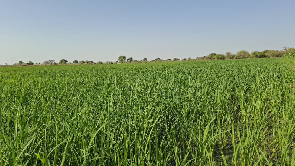 Vue des aménagements agricoles à Bagré, champ de riz des VDP agricoles sur 1 hectare