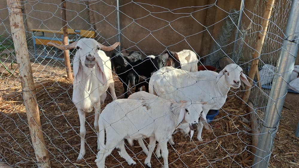 Les volontaires apprennent ont appris l'élévage de ruminants