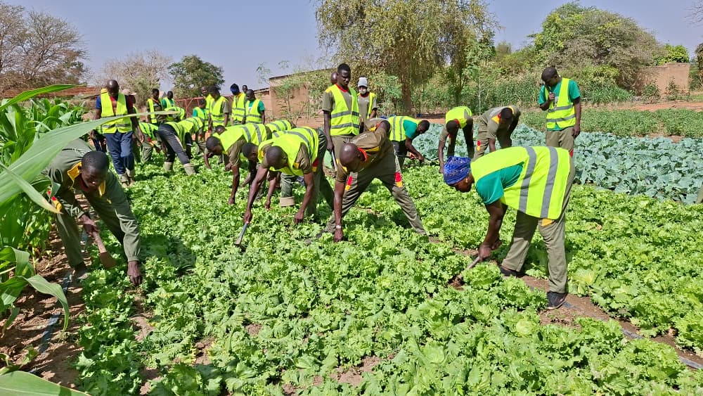 Bakouan Bakima et ses camarades observent la croissance des nouvelles variétés agricoles