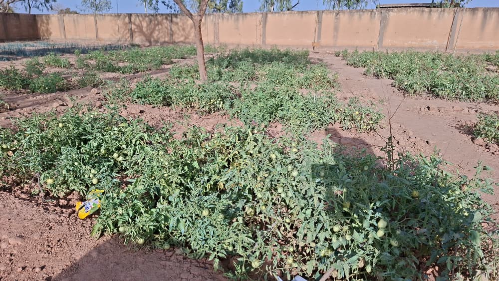 Les premières récoltes de tomates sont presque prêtes au centre Soako Expertises