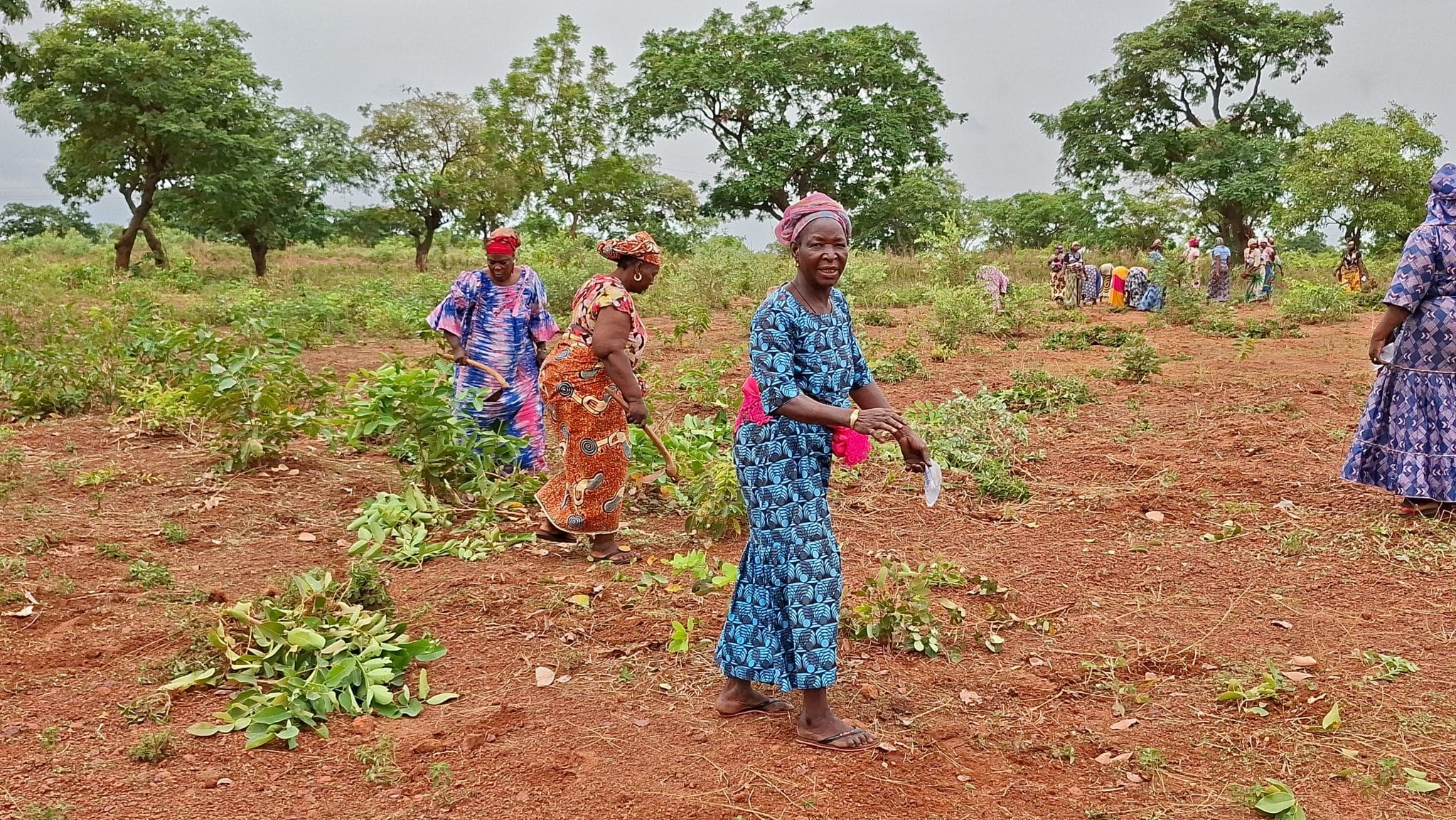 Des femmes déplacées internes et de la communauté hôte au travail dans le « Champ de la paix » de Farakoba