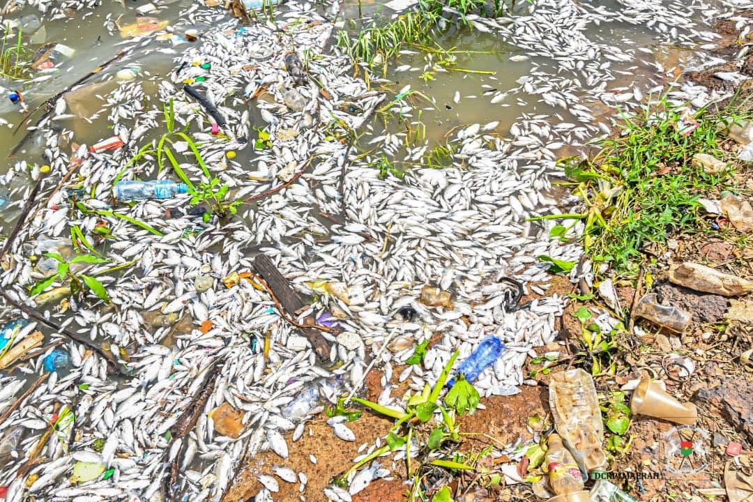 Mortalité de poissons au barrage n°3 de Ouagadougou : Ce que révèlent les analyses du laboratoire