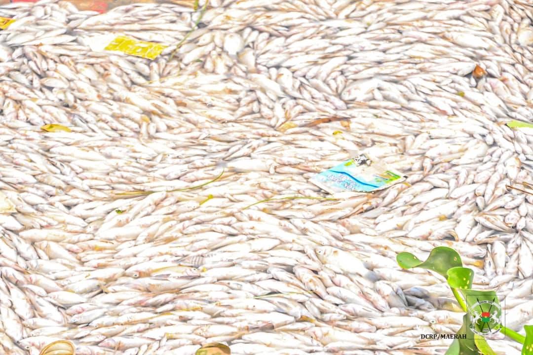 Mortalité de poissons au barrage n°3 de Ouagadougou : Ce que révèlent les analyses du laboratoire
