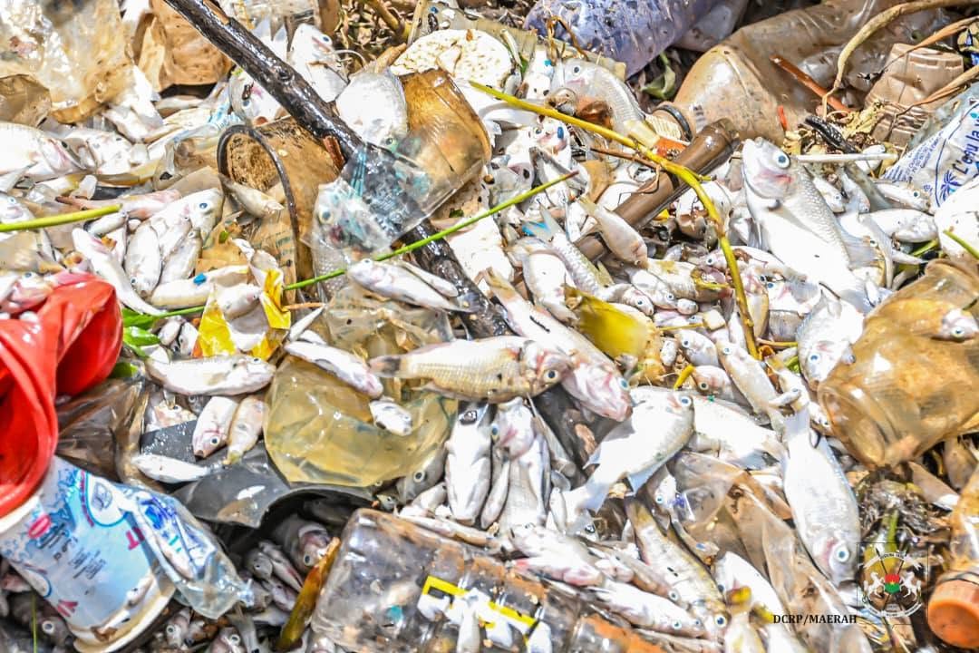 Mortalité de poissons au barrage n°3 de Ouagadougou : Ce que révèlent les analyses du laboratoire