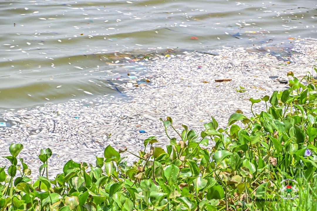 Mortalité de poissons au barrage n°3 de Ouagadougou : Ce que révèlent les analyses du laboratoire