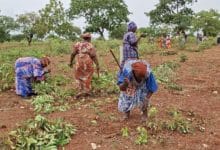 Des dizaines de travailleuses défrichent collectivement le « Champ de la Paix » à Farakoba. ©Burkina 24, Mai 2026