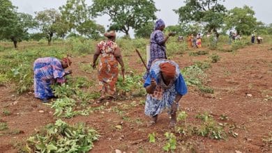 Des dizaines de travailleuses défrichent collectivement le « Champ de la Paix » à Farakoba. ©Burkina 24, Mai 2026