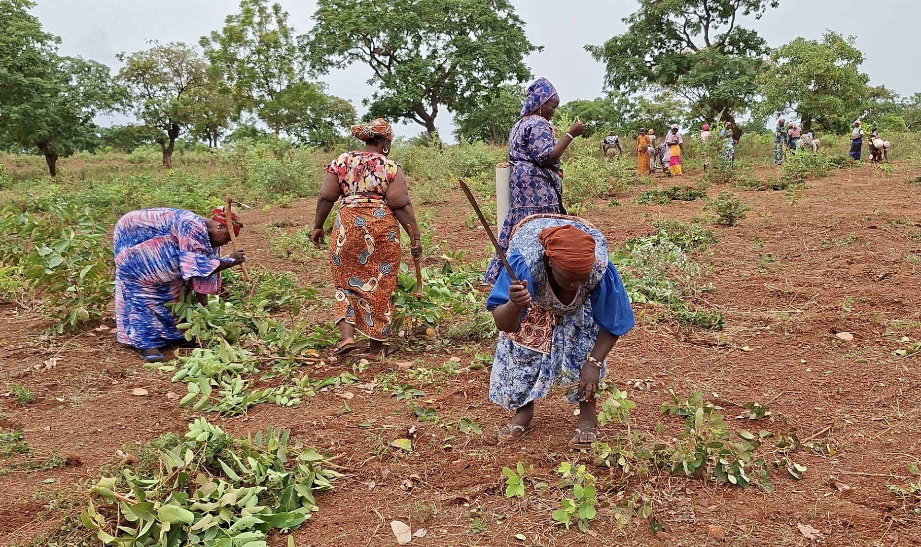 Des dizaines de travailleuses défrichent collectivement le « Champ de la Paix » à Farakoba. ©Burkina 24, Mai 2026