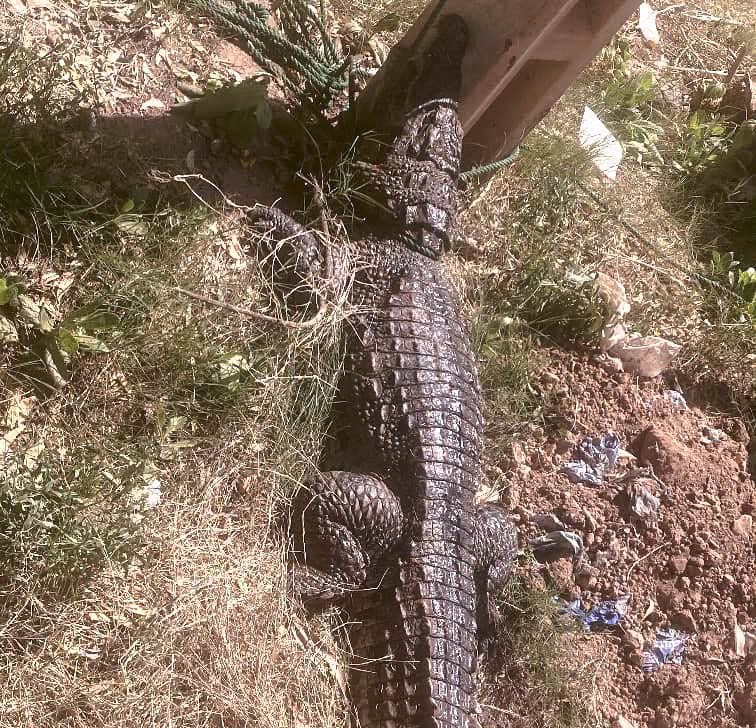 deux crocodiles et un serpent retrouvés dans des domiciles