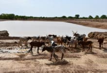 Retenue d’eau pastorale de 25 000 $m^3$ à Nakaba. @Burkina 24