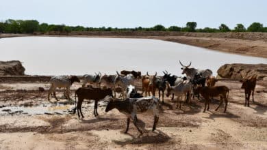 Retenue d’eau pastorale de 25 000 $m^3$ à Nakaba. @Burkina 24