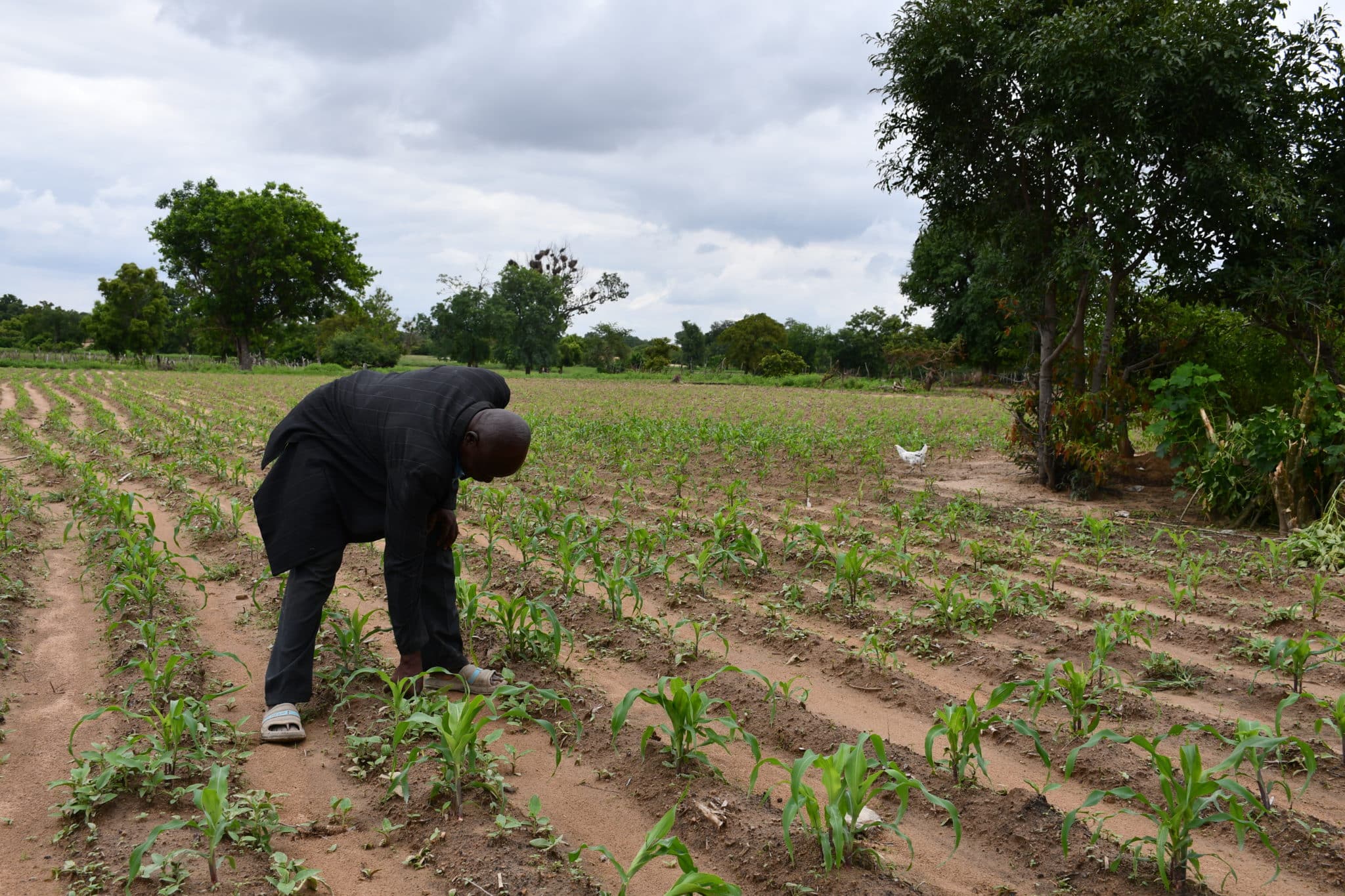 Des paysans de la commune de Sapouy témoignent de l'impact positif de l'utilisation du biodigesteur sur leurs activités agricoles. @Burkina 24