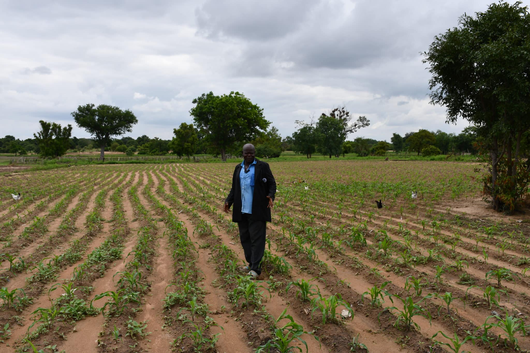Le Pasteur Nikiema Joanie inspectant la vigueur de ses plants de maïs à Galo. © Burkina 24