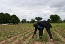 Champ de maïs du Pasteur Nikiema à Galo, fertilisé par le biodigesteur. © Burkina 24
