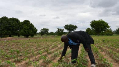 Champ de maïs du Pasteur Nikiema à Galo, fertilisé par le biodigesteur. © Burkina 24