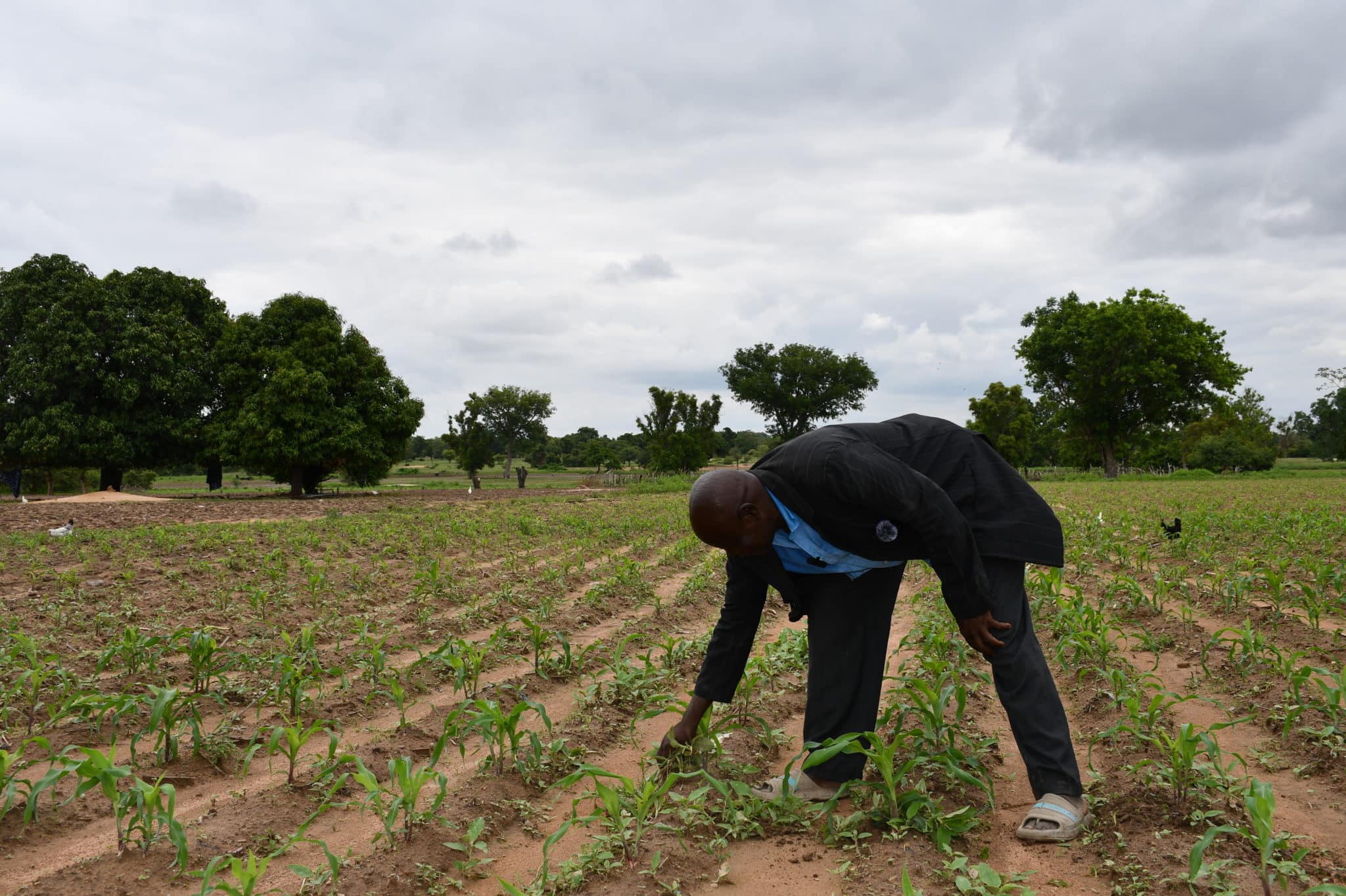 Champ de maïs du Pasteur Nikiema à Galo, fertilisé par le biodigesteur. © Burkina 24