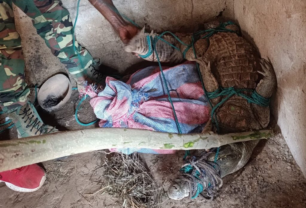 Burkina Faso: Crocodile Captured in Fada N'Gourma by Forest Agents