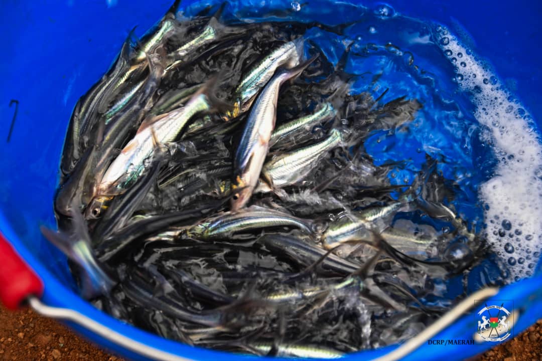 Le pangasius