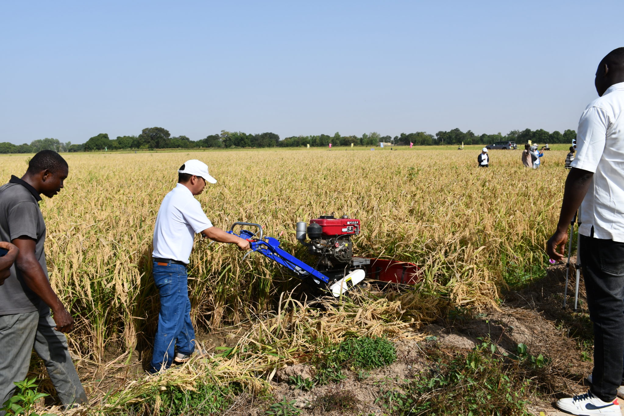 Démonstration de la récolte mécanisée du riz hybride sur la plaine de Boulbi