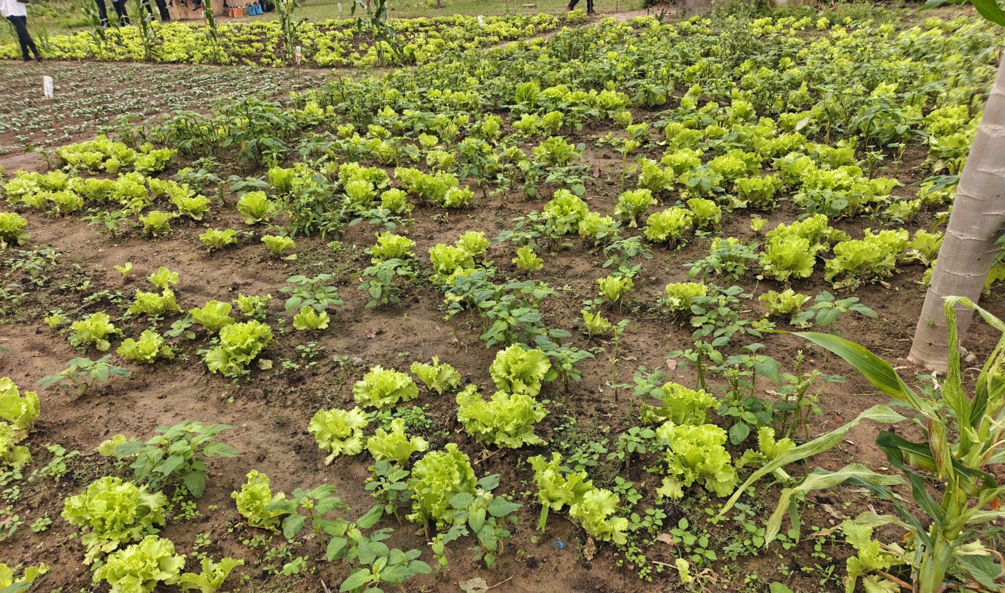 Un jardin de salade
